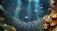 Scoperta la più grande creatura sottomarina:una colonia di coralli di 111 piedi che sorprende gli scienziati 