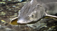Cientistas reintroduzem o esturjão do lago – o peixe pré-histórico de 100 libras – para restaurar seu antigo legado 