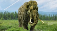 Por qué los científicos buscan la extinción de los mamuts lanudos 
