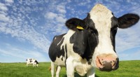 Debunking the Cow-Lying-Down Weather Myth:What Science Really Says 
