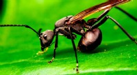 Bullet Ants:Den minsta insekten med det mest smärtsamma sticket på jorden 