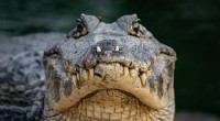 Kan alligatorer og krokodiller krydses? Forståelse af deres parringsadfærd og genetiske barrierer 