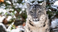 Snow Leopards:The Gentle Giants of the Himalaya 