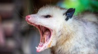 Varför Opossums Play Dead:The Science Behind Thanatosis 