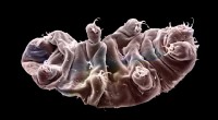 Tardigrades:de zwaarste micro-organismen op aarde die eruitzien als bewegend glas onder een microscoop 