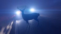 Hvorfor hjorte fryser i din bils forlygter - Videnskaben bag fænomenet 