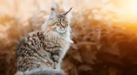 Maine Coon:la razza di gatti domestici più grande e le sue dimensioni notevoli 