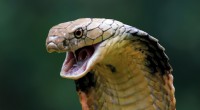 King Cobra:la serpiente venenosa más larga que puede matar humanos en minutos 