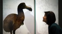 Cosa ha veramente causato l’estinzione del Dodo e cosa ci insegna sulla sua conservazione 