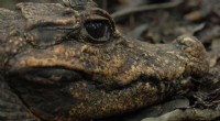 Crocodilo anão Orange-Guano:a espécie subterrânea do Gabão que você nunca viu 