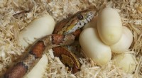 Slangeneieren identificeren:een praktische gids voor natuurbehoud en wetenschap 