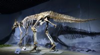 Huellas de Mongolia revelan un hadrosaurio gigante que supera al T-Rex 