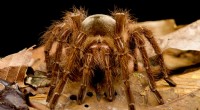 O Golias Birdeater:a maior tarântula que você deve evitar a todo custo 