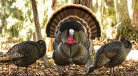 Como os perus se reproduzem:explicação do acasalamento, do aninhamento e do ciclo de vida 