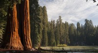 7 verbazingwekkende feiten over de Redwood Giants in Californië 