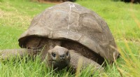 Longevidade da tartaruga e cinco outros animais notavelmente longevos 