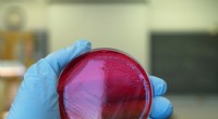 Incubadora bacteriana faça você mesmo:construa um ambiente seguro e com temperatura controlada para culturas de nível laboratorial 