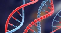 Como é chamada uma subunidade de DNA? Compreendendo os Nucleotídeos 