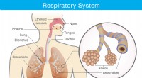 Il sistema respiratorio umano:come i nostri polmoni, le vie aeree e le cellule ci mantengono in vita 