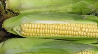 Vetenskapen bakom skapandet av GMO:Från genval till regulatorisk tillsyn 