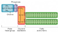Comprensión de la membrana celular trilaminar:estructura, función y formación 