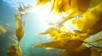 Kelp:un protista multicelular, no una planta:estructura celular y función ecológica 