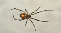A aranha viúva marrom:ameaças ocultas ao seu carro e à sua casa 