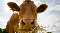 Seaweed Diets for Cattle:A Novel Strategy to Cut Metanemissions 