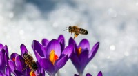 Hoe bijen de winter overleven:een fascinerende overlevingsstrategie 