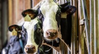 Los científicos descubren que la música aumenta la producción de leche en las vacas lecheras 