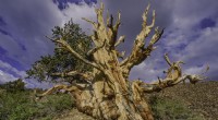 The Accidental Demise of a 5 000-year-old Bristlecone Pine:Lessons from a Scientist s Mistake 