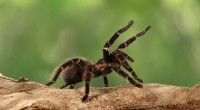 Il ragno più vecchio del mondo muore dopo un brutale attacco parassitario 