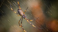 The Golden Orb Weaver:Araña que produce la mejor seda del mundo 