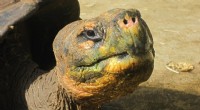 Lonesome George:l ultima tartaruga dell isola di Pinta e la sua straziante estinzione 