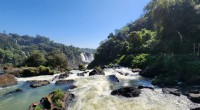 Miles de bagres trepan a una cascada en Brasil:nuevos conocimientos sobre el bagre abejorro (Rhyacoglanis paranensis) 