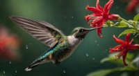 Perché i colibrì sono attratti dal rosso:la scienza spiega 