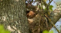 Come distinguere uno scoiattolo Drey da un nido di uccelli 
