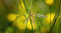 La vera identità di quegli insetti simili a zanzare giganti 