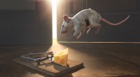 Por qué los ratones esquivan las trampas:el factor olfato y las estrategias de colocación inteligentes 