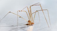 Desmentiendo el mito de Daddy Longlegs:¿Son realmente venenosos? 