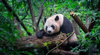 Como o panda gigante prosperou apesar de seu status vulnerável 