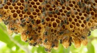 Por qué las abejas producen miel sabrosa:la ciencia detrás del nido comestible 