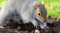 Varför begraver ekorrar vissa nötter men äter andra? Vetenskapen bakom deras val 