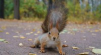 Por qué las ardillas cruzan las carreteras:el instinto defensivo que conduce a trágicas colisiones 