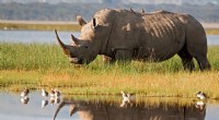 I rinoceronti bianchi settentrionali sono estinti? Esplorando gli ultimi sopravvissuti e gli sforzi di conservazione 