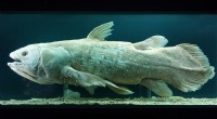 Revelado:o peixe de 400 milhões de anos que antes se pensava estar extinto 