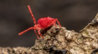 Comprendere e gestire i piccoli acari del trifoglio rosso nella tua casa 