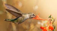 Perché i colibrì sono gli unici uccelli capaci di volare all indietro 