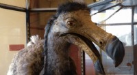O pássaro Dodô poderia sobreviver hoje? Explorando um mundo sem extinção 