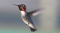 Il colibrì ape:l uccello più piccolo della terra 